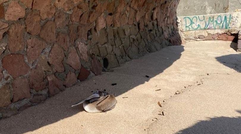 Rescatan a un pelícano lastimado en playa Camarón Sábalo de Mazatlán