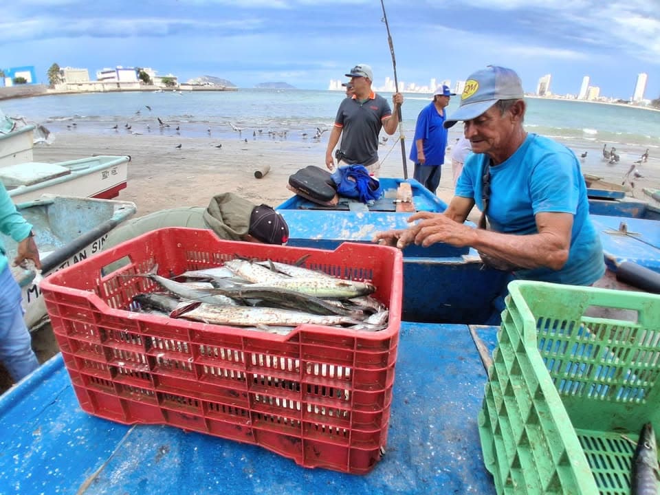 Mejoran capturas para pescadores de Playa Norte, alcanzan un 60%