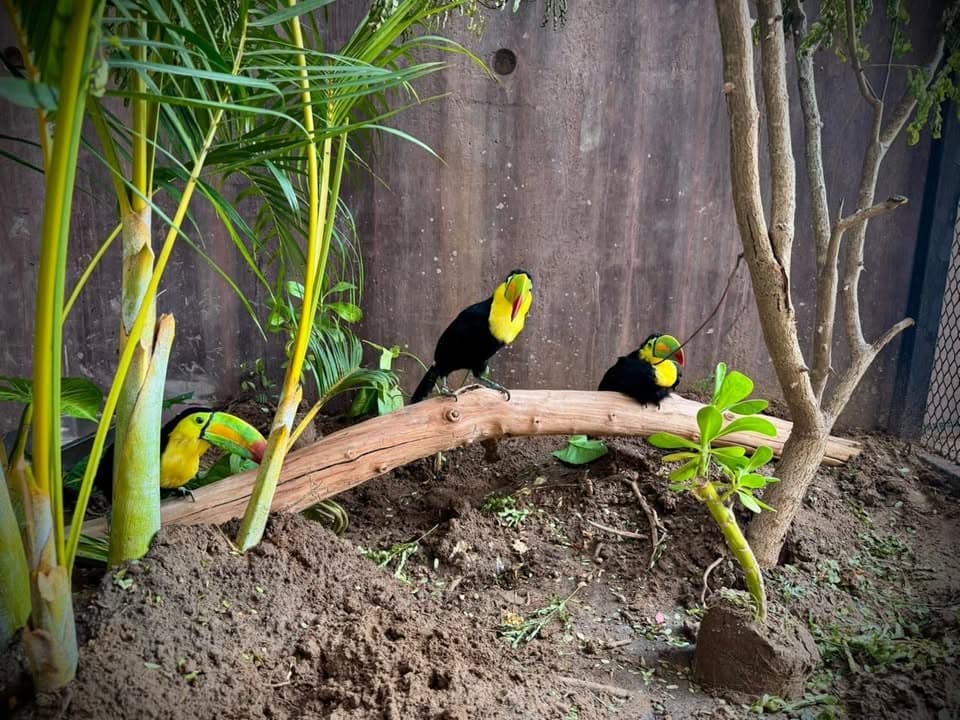 Tucanes: los nuevos embajadores de vida en el Gran Acuario Mazatlán
