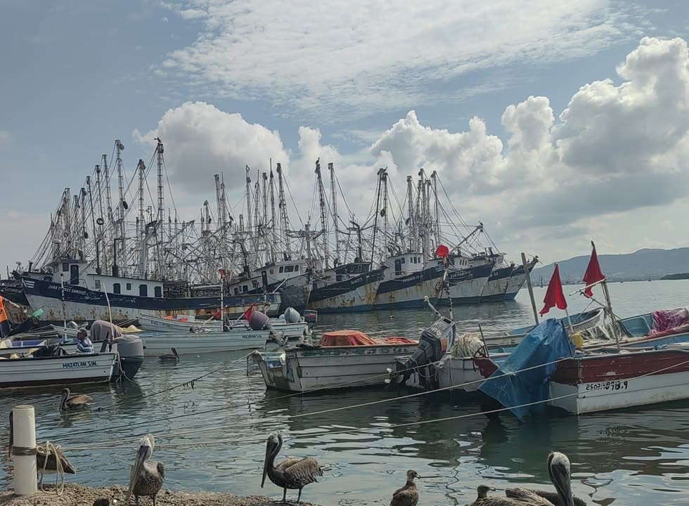 Solo 130 barcos camaroneras se mantienen en las capturas en altamar en esta temporada